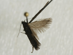 Xenolechia aethiops