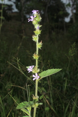 Melochia spicata