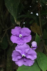 Brunfelsia grandiflora