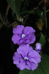 Brunfelsia grandiflora