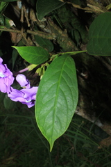 Brunfelsia grandiflora