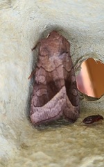 Hydraecia nordstroemi