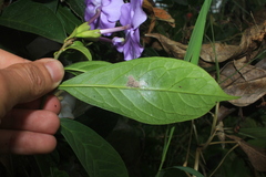 Brunfelsia grandiflora