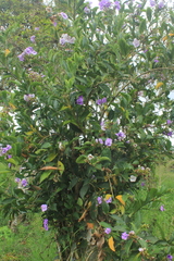 Brunfelsia grandiflora