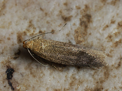 Xystophora pulveratella