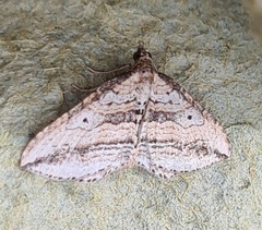 Orthonama vittata