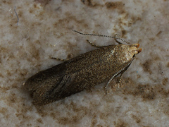 Xystophora pulveratella