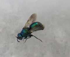 Pseudomalus pusillus