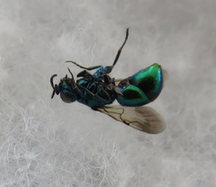 Pseudomalus pusillus
