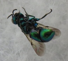 Pseudomalus pusillus