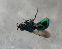 Pseudomalus pusillus
