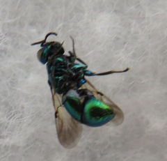 Pseudomalus pusillus