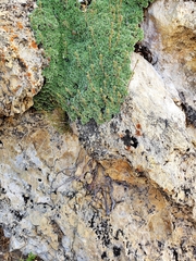 Petrophytum