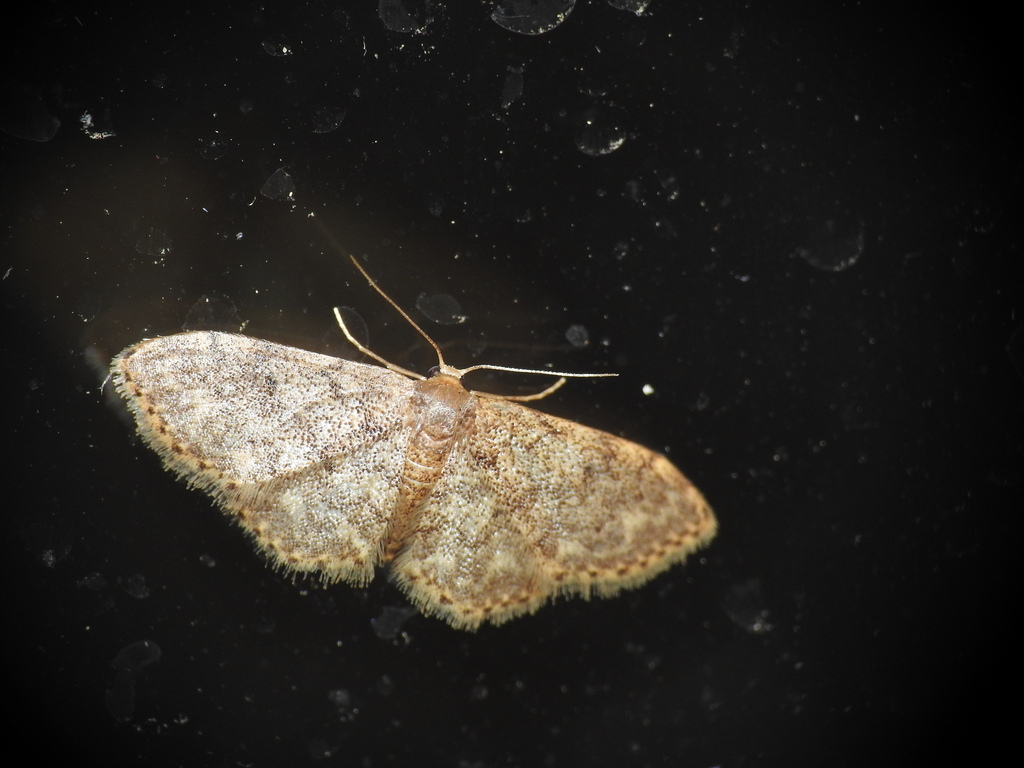 Idaea blaesii
