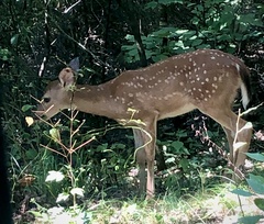 Odocoileus virginianus macrourus