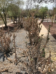 Haplopappus parvifolius