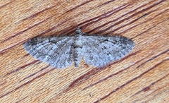 Eupithecia tenuiata