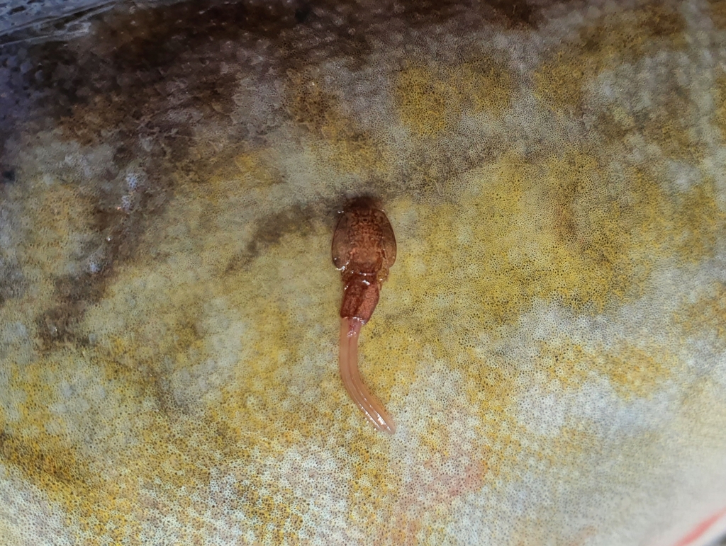 Caligus elongatus