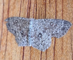 Cyclophora pendularia