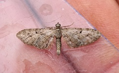 Eupithecia pusillata