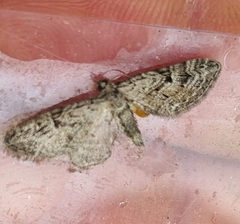 Eupithecia pusillata