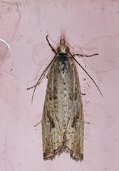 Bactra lancealana