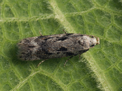 Caryocolum