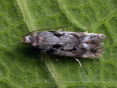 Caryocolum