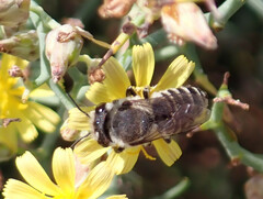 Megachile canariensis