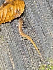 Desmognathus orestes