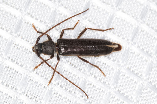 Paranoplium gracile (LeConte, 1881)