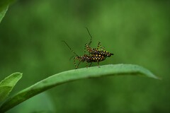 Cosmoclopius nigroannulatus