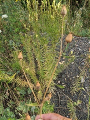 Silene latifolia alba