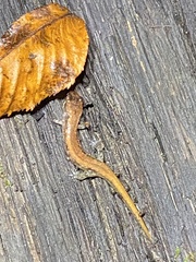 Desmognathus orestes