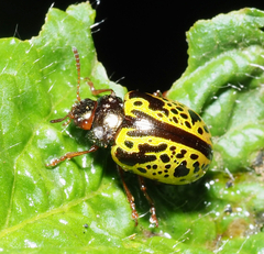 Calligrapha pantherina