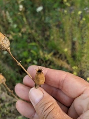 Silene latifolia alba