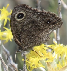 Cercyonis sthenele paulus