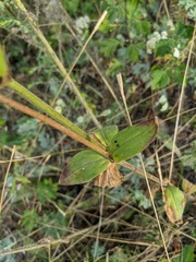 Silene latifolia alba
