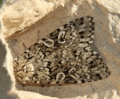 Xestia speciosa