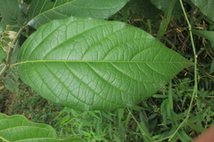 Solanum microleprodes
