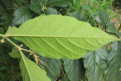 Solanum microleprodes