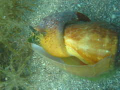 Titanostrombus galeatus