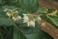 Solanum microleprodes