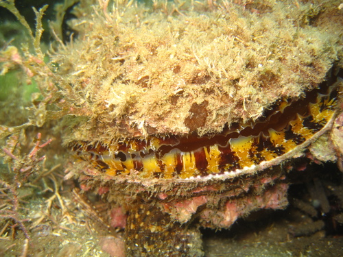 Donkey Thorny Oyster