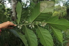 Solanum microleprodes
