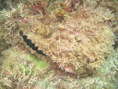 Pinctada mazatlanica