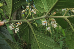 Solanum microleprodes