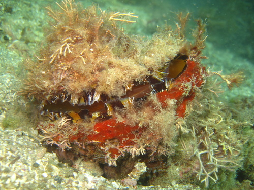 Donkey Thorny Oyster