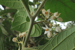 Solanum microleprodes