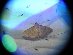 Patania balteata